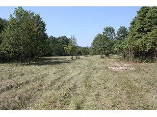 Property photo 83 - 419 +/- Acres offered in 6 Tracts, Land Auction